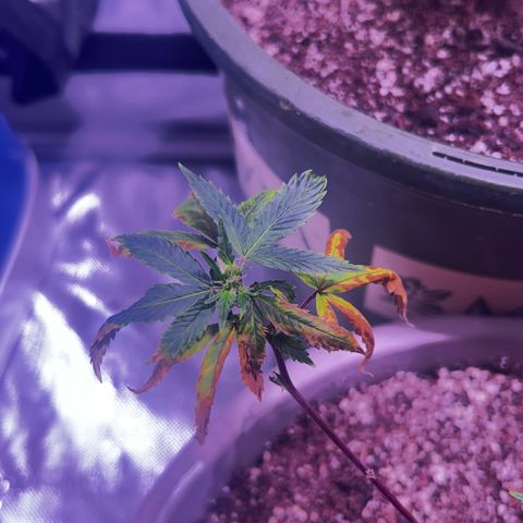 Bubby  growlog photo: Stretching a little bit haha 