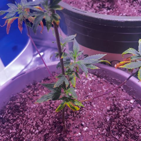 Bubby  growlog photo: Stretching a little bit haha 