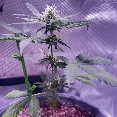 Panini (Sweet Mandarin Blossom) growlog photo: Doing great !!!!