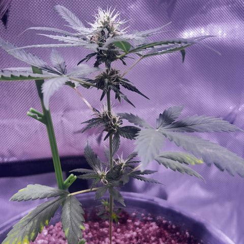 Panini (Sweet Mandarin Blossom) growlog photo: Doing great !!!!