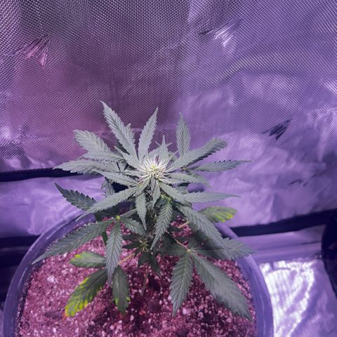 Panini (Sweet Mandarin Blossom) growlog photo: Doing great !!!!