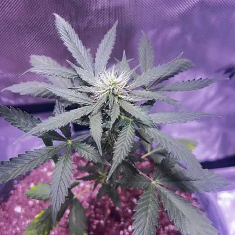 Panini (Sweet Mandarin Blossom) growlog photo: Doing great !!!!