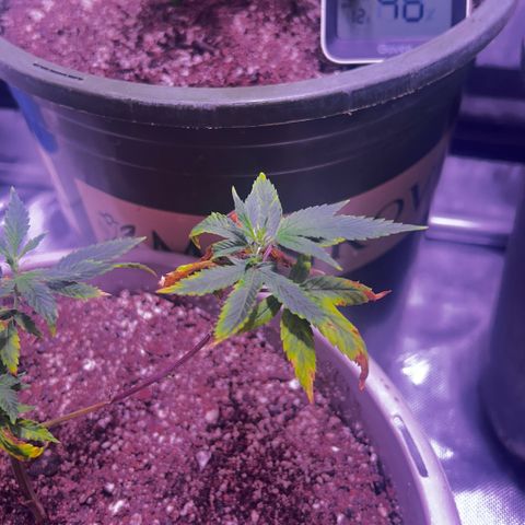 Bubby  growlog photo: Stretching a little bit haha 
