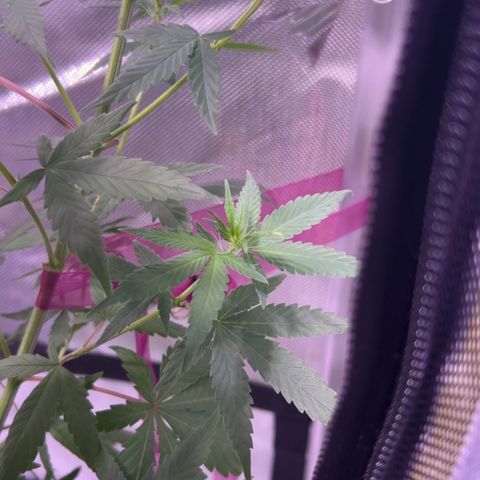Foto del growlog de Squidwina (Chick Magnet): Stretching crazy 