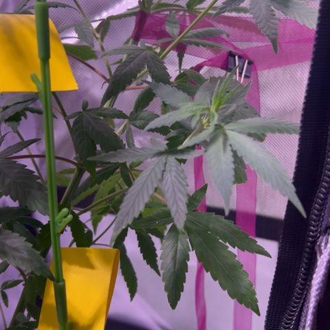 Foto del growlog de Squidwina (Chick Magnet): Stretching crazy 