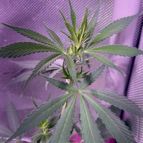 Foto del growlog de Squidwina (Chick Magnet): Stretching crazy 
