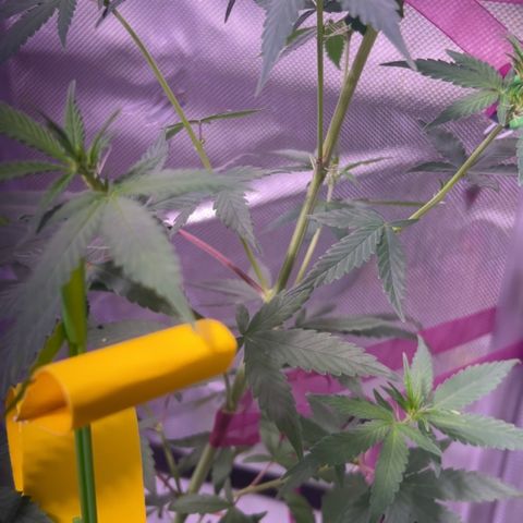 Foto del growlog de Squidwina (Chick Magnet): Stretching crazy 