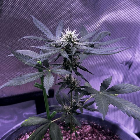 Panini (Sweet Mandarin Blossom) growlog timeline photo