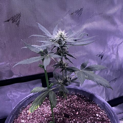 Panini (Sweet Mandarin Blossom) growlog timeline photo
