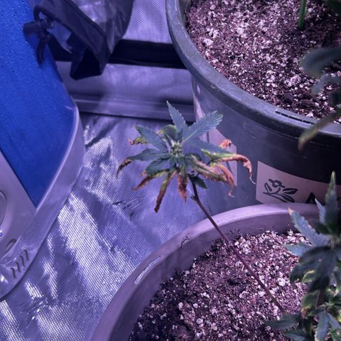 Bubby  growlog photo: Still haven’t given her any nutrients yet 
