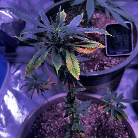 Bubby  growlog photo: Still haven’t given her any nutrients yet 