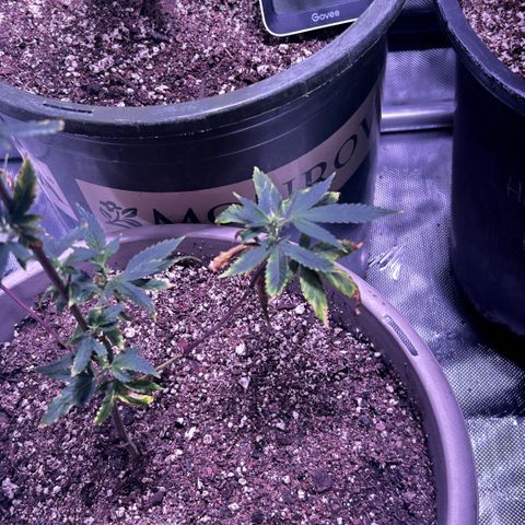 Bubby  growlog photo: Still haven’t given her any nutrients yet 