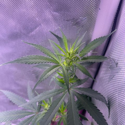Foto del growlog de Squidwina (Chick Magnet): Doing great. I need to add another tie for her today 
