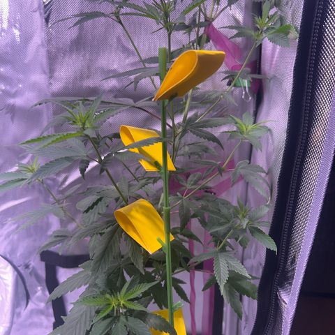 Foto del growlog de Squidwina (Chick Magnet): Doing great. I need to add another tie for her today 