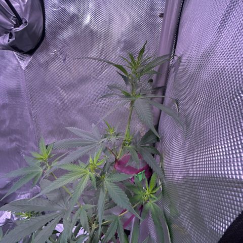 Foto del growlog de Squidwina (Chick Magnet): Doing great. I need to add another tie for her today 