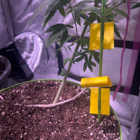 Foto del growlog de Squidwina (Chick Magnet): Doing great. I need to add another tie for her today 