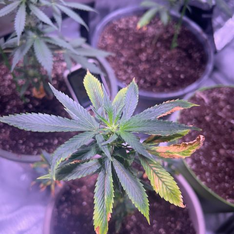 Bubby  growlog timeline photo