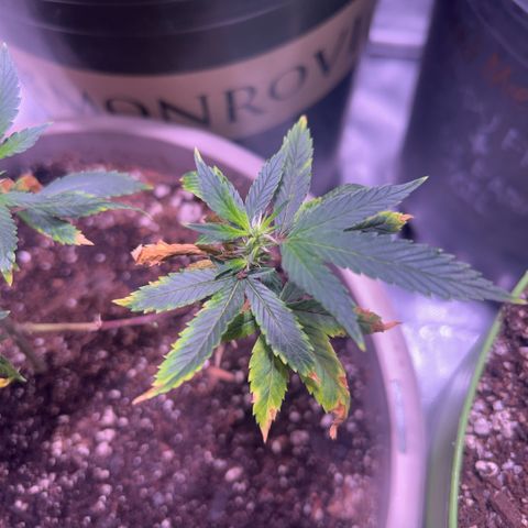 Bubby  growlog timeline photo
