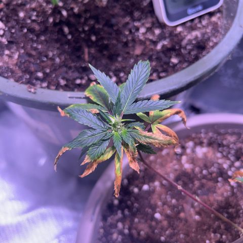 Bubby  growlog timeline photo