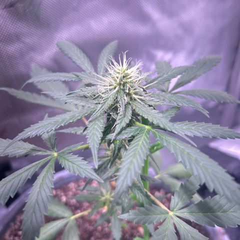 Panini (Sweet Mandarin Blossom) growlog photo: Doing great ! 