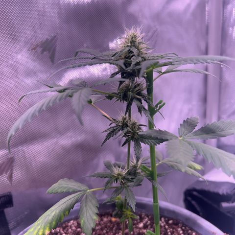 Panini (Sweet Mandarin Blossom) growlog photo: Doing great ! 