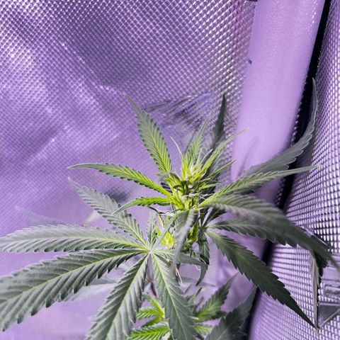 Foto del growlog de Squidwina (Chick Magnet): Doing good 