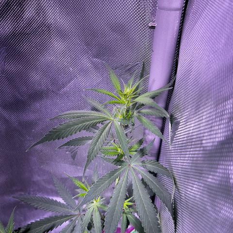 Foto del growlog de Squidwina (Chick Magnet): Doing good 