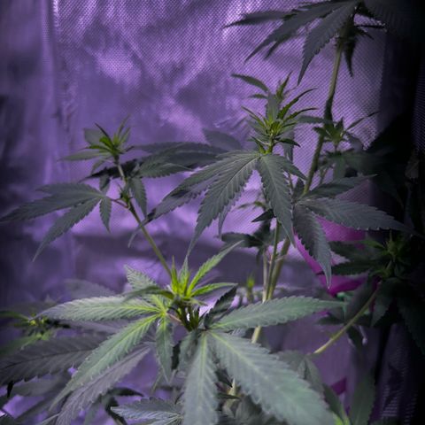 Foto del growlog de Squidwina (Chick Magnet): Doing good 