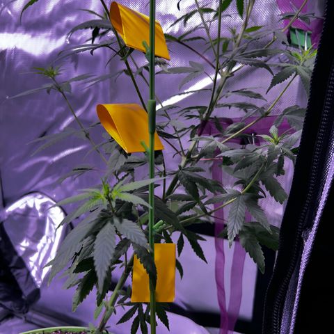 Foto del growlog de Squidwina (Chick Magnet): Doing good 
