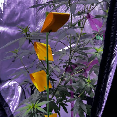 Foto del growlog de Squidwina (Chick Magnet): Doing good 
