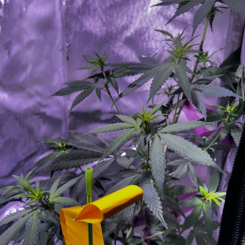Foto del growlog de Squidwina (Chick Magnet): Doing good 