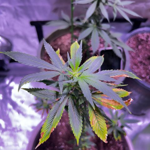 Bubby  growlog photo: Doing better 