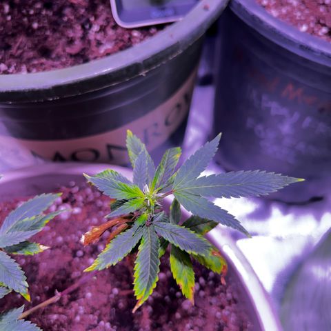 Bubby  growlog photo: Doing better 