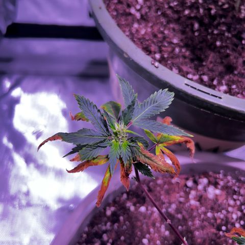 Bubby  growlog photo: Doing better 