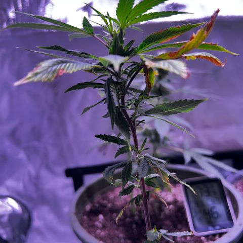 Bubby  growlog photo: Doing better 