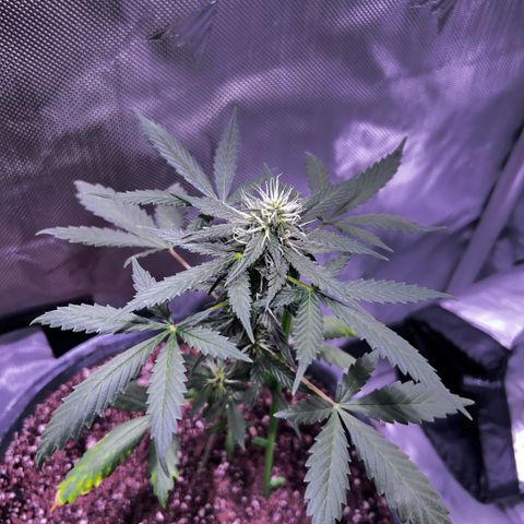 Panini (Sweet Mandarin Blossom) growlog photo: Doing good 