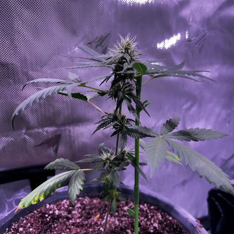 Panini (Sweet Mandarin Blossom) growlog photo: Doing good 