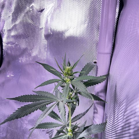 Foto del growlog de Squidwina (Chick Magnet): Doing good buds are forming.