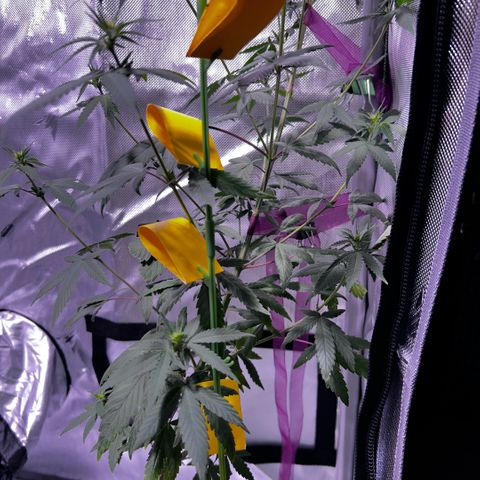 Foto del growlog de Squidwina (Chick Magnet): Doing good buds are forming.