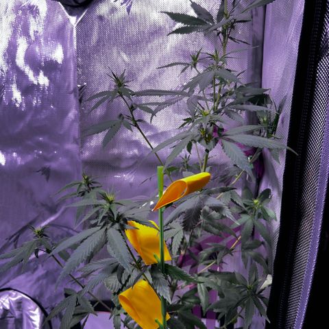 Foto del growlog de Squidwina (Chick Magnet): Doing good buds are forming.