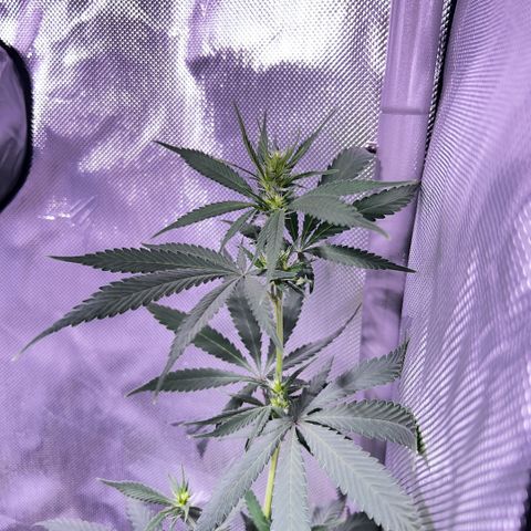 Foto del growlog de Squidwina (Chick Magnet): Doing good buds are forming.
