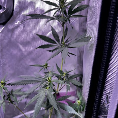 Foto del growlog de Squidwina (Chick Magnet): Doing good buds are forming.