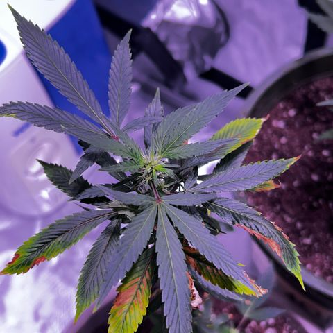 Bubby  growlog photo: She's trying lol 