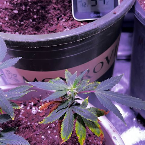Bubby  growlog photo: She's trying lol 