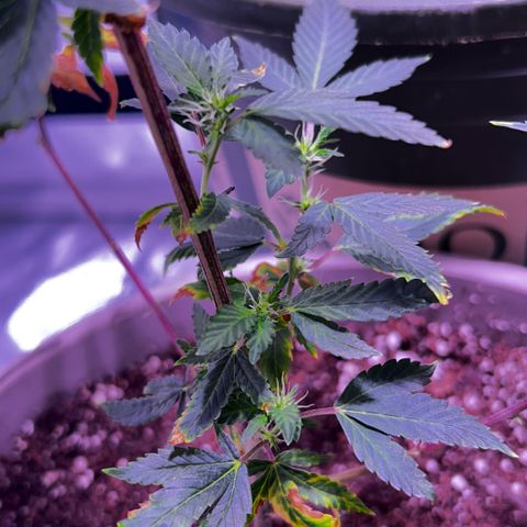 Bubby  growlog photo: She's trying lol 