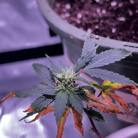 Bubby  growlog photo: She's trying lol 