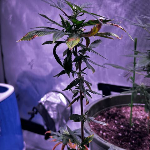 Bubby  growlog photo: She's trying lol 