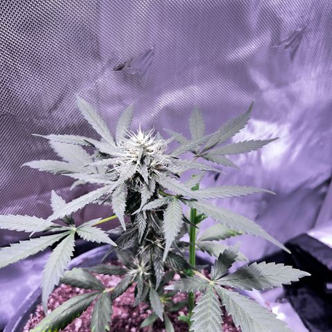 Panini (Sweet Mandarin Blossom) growlog timeline photo