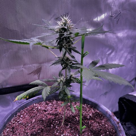 Panini (Sweet Mandarin Blossom) growlog timeline photo