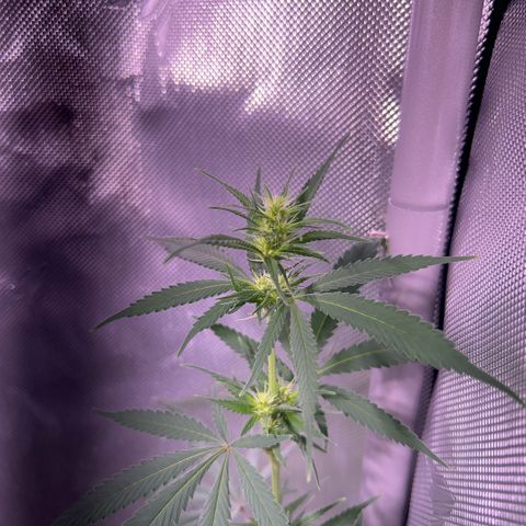 Foto del growlog de Squidwina (Chick Magnet): Doing good. I’m wondering if bud sights are going to be popcorn or not 